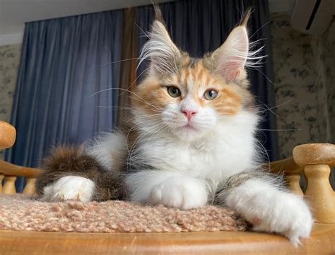 maine coon adopcion|